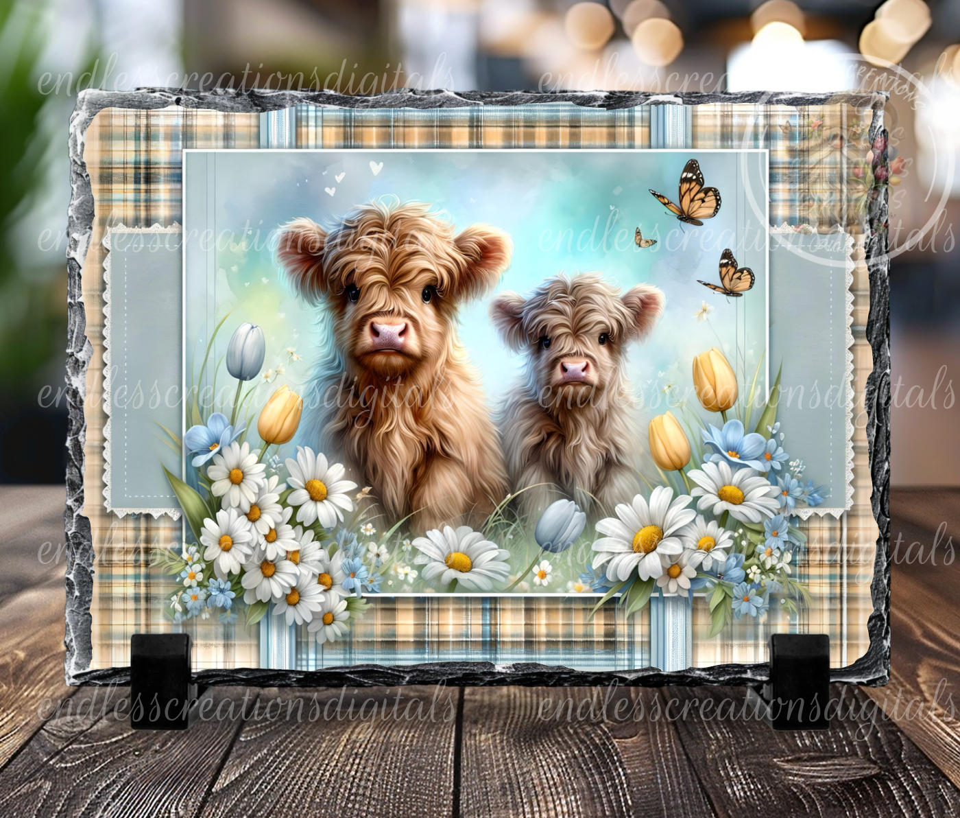 SPRING DAISY HIGHLANDS