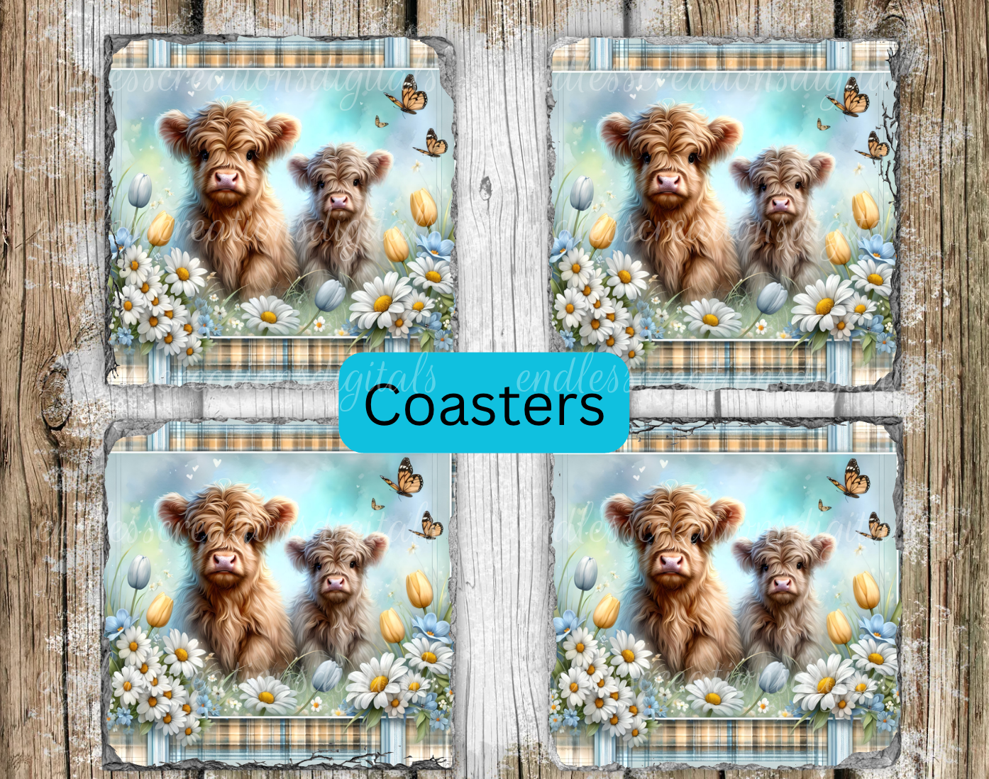 SPRING DAISY HIGHLANDS